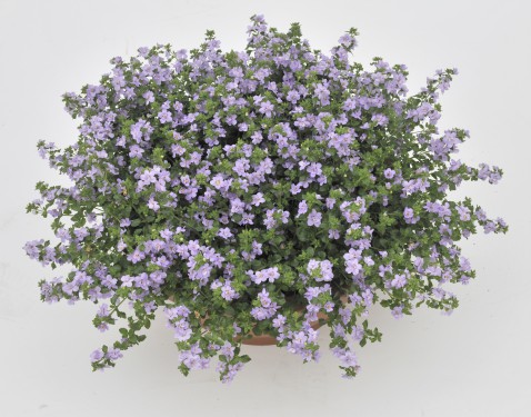 Bacopa double Blue*